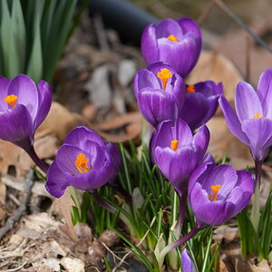 Spring flowers