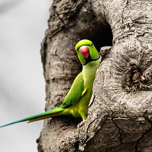 parrot_in_greenwichpark-2.jpg