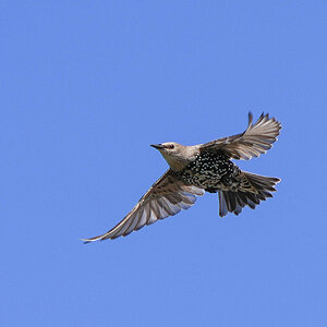 Starling 1.jpg