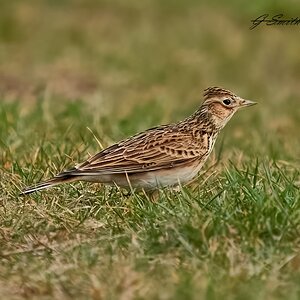 skylark 2023.jpg