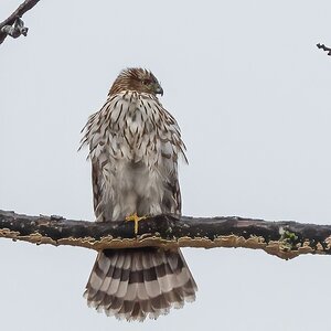Immature Coopers Hawk.jpg