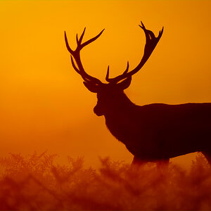 Red Deer Morning sunrise.jpg