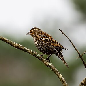 JRV05431-ARW.jpg