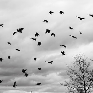 crow_dance_bw_pb5-1.jpg