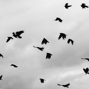 crow_dance_bw_pb5-2.jpg