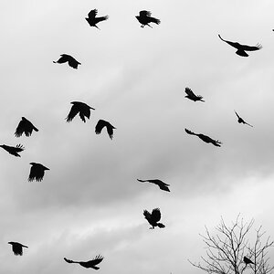 crow_dance_bw_pb5-3.jpg