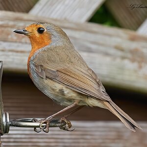 robin 9.6.22 (12).jpg