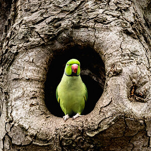 parrot_in_greenwichpark-5.jpg