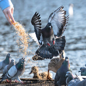 pigeon_feeding-1.jpg