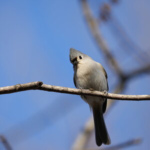 Tufted titmouse