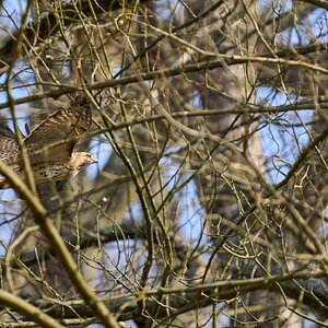 Red Tailed Hawk - BCSP - 02262023 - 01-DN.jpg