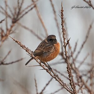 stonechat 2023 22.jpg