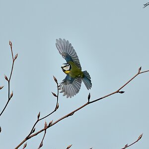 blue tit 2023.jpg