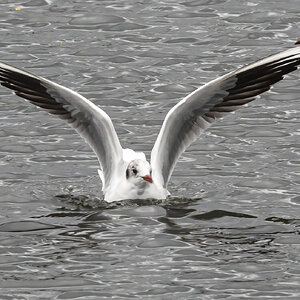 seagull_extendedwings-2.jpg