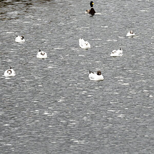 seagull_flotilla-1.jpg