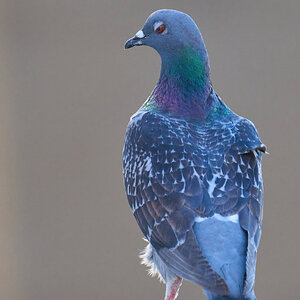 Rock Pigeon - Wilmington - 06152021 - 01 -DN.jpg