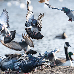 pigeon_feeding-2.jpg