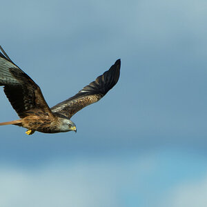 Red Kite