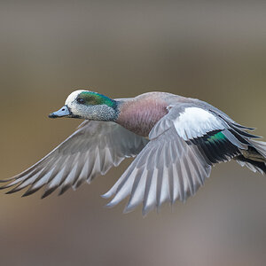 American-Wigeon_RP17277--Edit.jpg