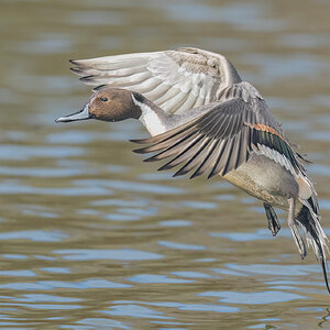 Northern Pintail_RP20093-Edit-Edit.jpg