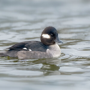 Bufflehead_RP12056--Edit.jpg