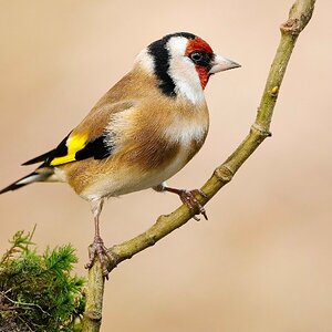 Goldfinch.jpg