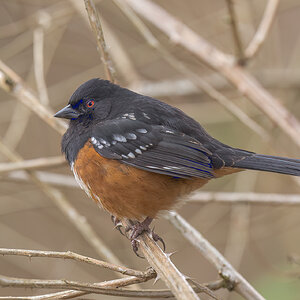 Spotted Towhee_RP29626--Edit.jpg