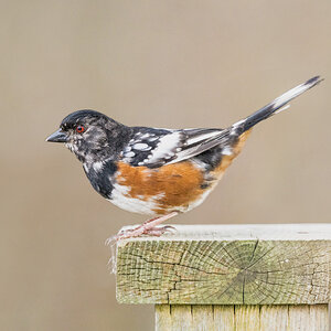 Spotted Towhee_RP29210--Edit.jpg