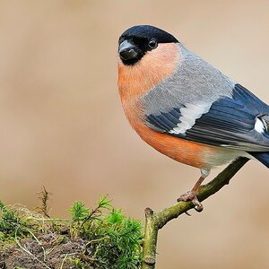 Bull Finch.jpg