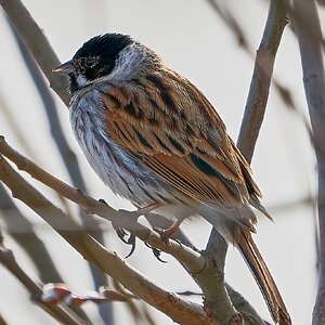 reed bunting 2023 1.jpg