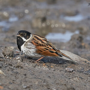 reed bunting 2023 3.jpg