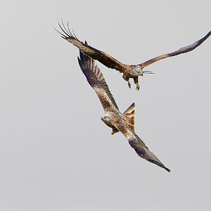 2 Red Kites in Flight.jpg