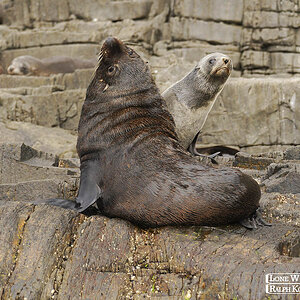 Bruny Island 13-02-2023 (309).JPG