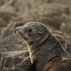 Bruny Island 13-02-2023 (336).JPG