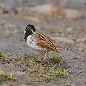 reed bunting 2023 4.jpg