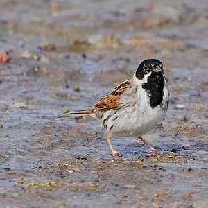 reed bunting 2023 5.jpg