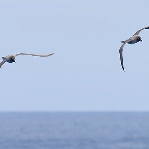 Light mantled Sooty Albatross pair 7 1360.jpg