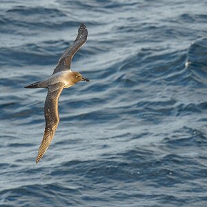 Light-mantled Sooty Albatross 17 Enderby 1365.jpg