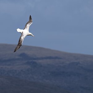 Southern Royal Albatross IF 56 Enderby 1365.jpg