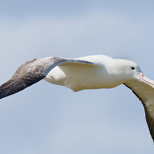 Southern Royal Albatross IF 2 Enderby 1365.jpg