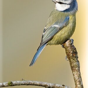 Blue Tit_2.jpg