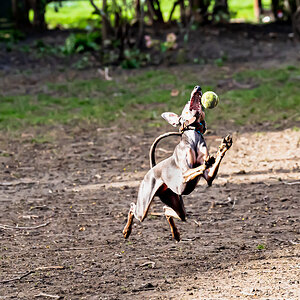 dog_ball-2.jpg
