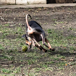dog_ball-3.jpg