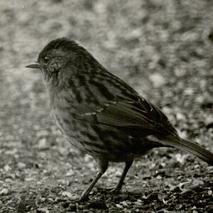 First Dunnock.jpg