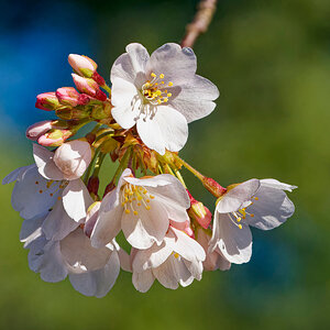 Cherry Blossoms in Bloom.jpeg