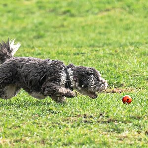 dog_chasing_ball-2.jpg