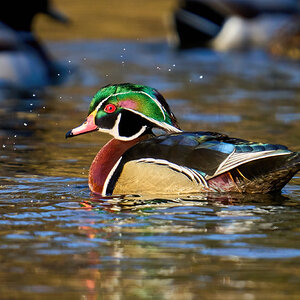 Wood Duck - Brandywine Park - 03192023 - 06-DN.jpg