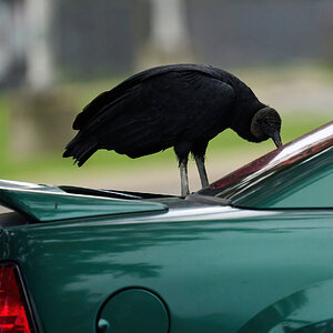 Black Vulture - Conowingo - 09182021 - 08 -DN.jpg
