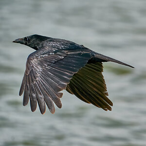 raven 2023 1.jpg