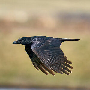 raven 2023.jpg